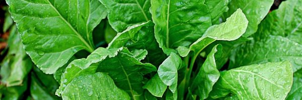 A Few Foods To Keep You Feeling Fabulous After 50 article about A Few Foods To Keep You Feeling Fabulous After 50