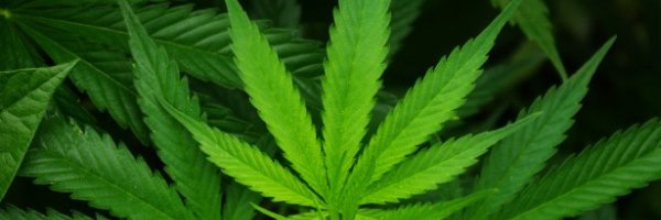 Guide to smoking weed article about Guide to smoking weed