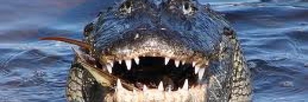 alligators as pets article about alligators as pets