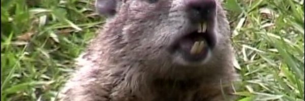 The Groundhog Mall article about The Groundhog Mall