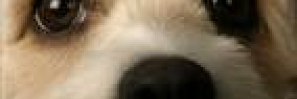Blackie - the Dog article about Blackie - the Dog