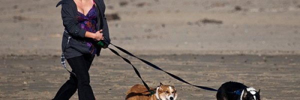 Running with your dog: Get fit and lose weight whilst running with your dog article about Running with your dog: Get fit and lose weight whilst running with your dog