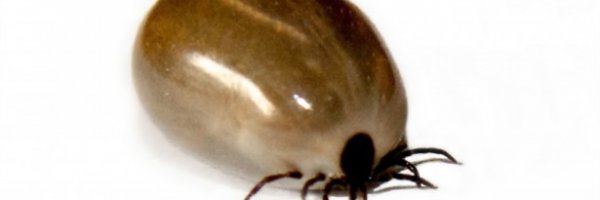 3 Steps to Safely Remove a Tick article about 3 Steps to Safely Remove a Tick