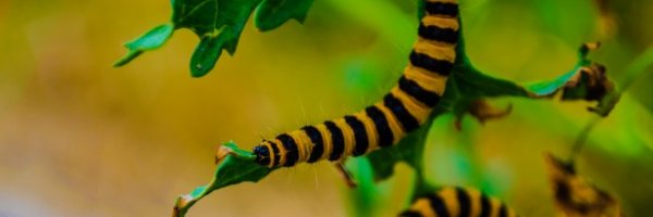 Lifes lesson from the Three Caterpillars article about Lifes lesson from the Three Caterpillars