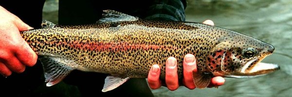 The 5 Healthiest Fish for Your Diet article about The 5 Healthiest Fish for Your Diet