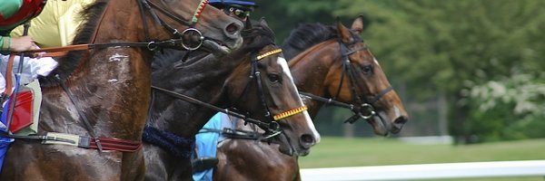 Building a solid horse racing treble bet article about Building a solid horse racing treble bet