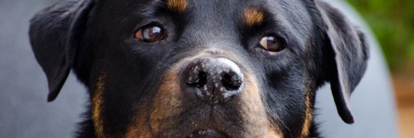 Travel Tips for Dog Owners article about Travel Tips for Dog Owners
