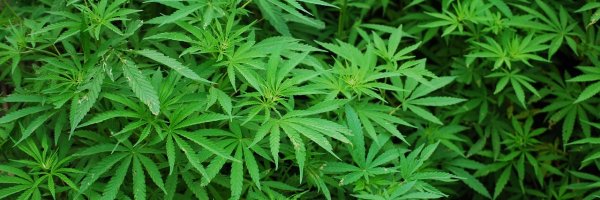 New Laws for Cannabis Use article about New Laws for Cannabis Use