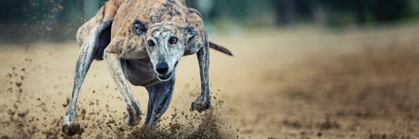 A Guide to the Best Racing Tracks in the UK For Greyhound Betting Fans article about A Guide to the Best Racing Tracks in the UK For Greyhound Betting Fans