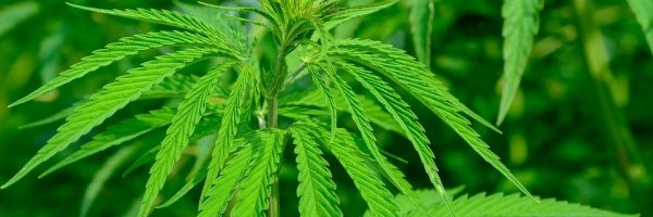 Everything you should know in order to grow the best Cannabis article about Everything you should know in order to grow the best Cannabis